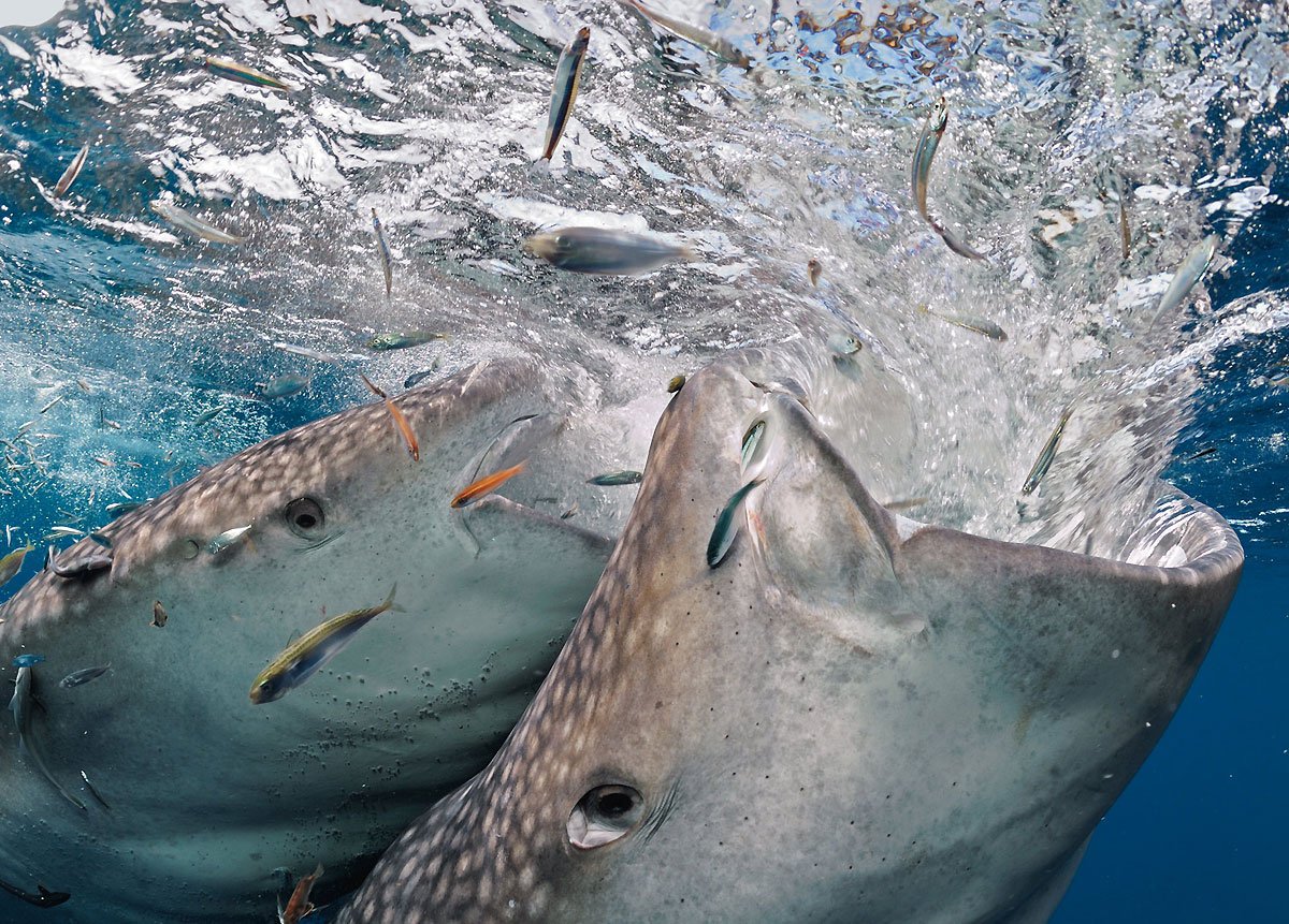 Китовая акула зубы