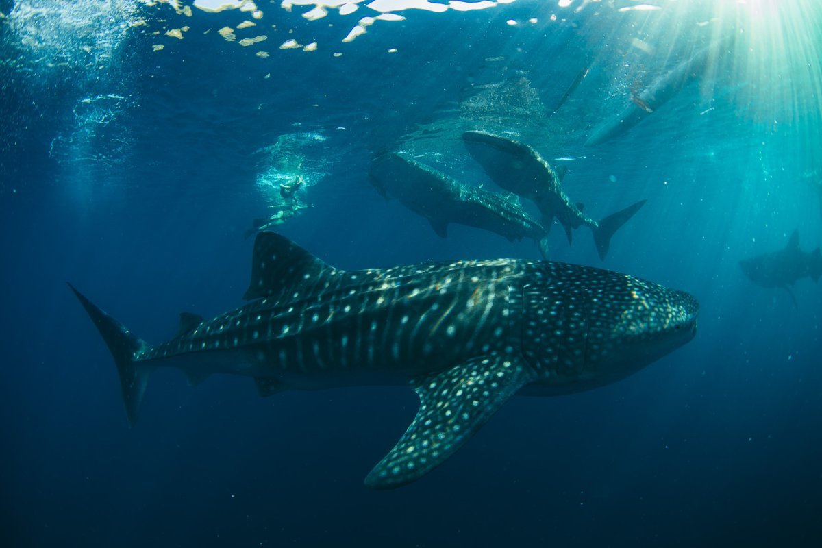 Китовая акула вид сверху