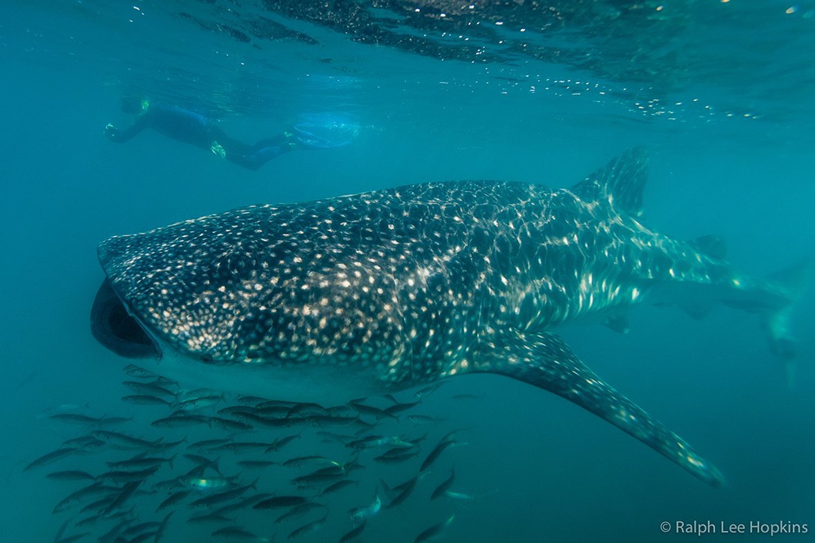Самая большая китовая акула в мире
