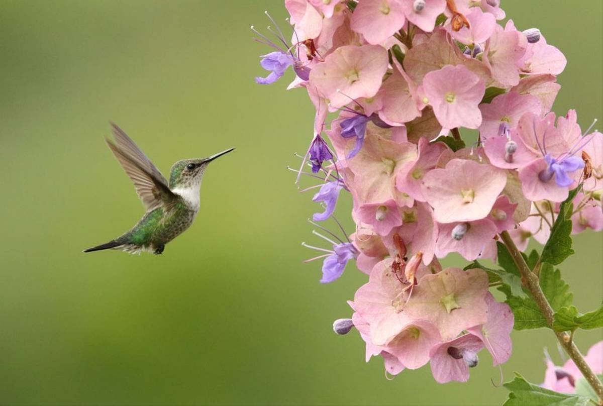 Крымская Колибри