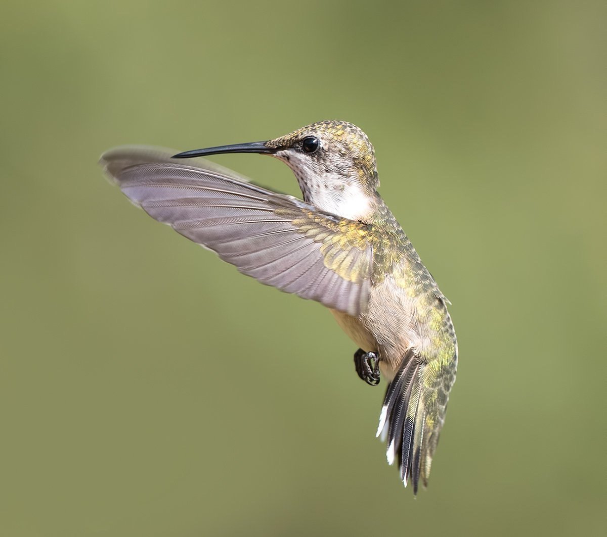 Рубиновогорлый Колибри