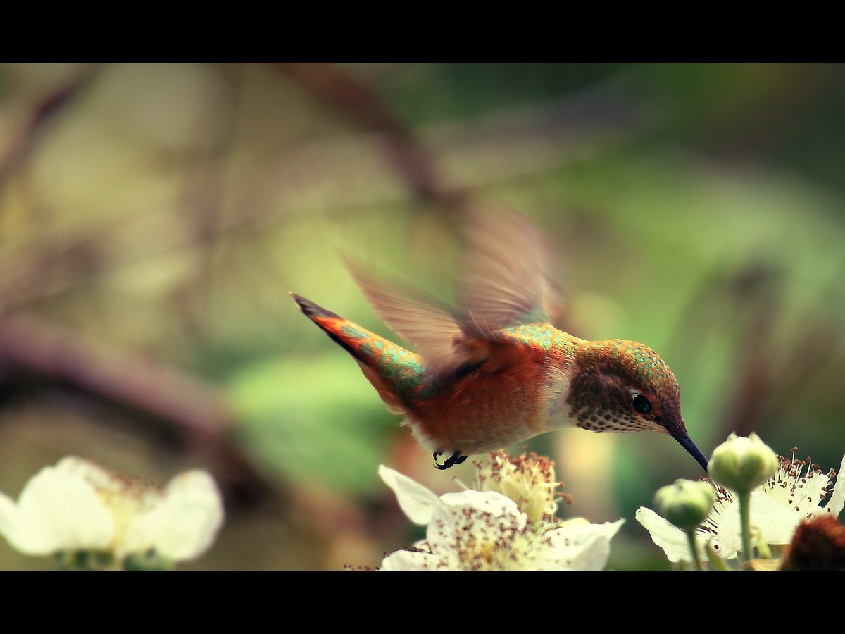 Краснохвостый Колибри