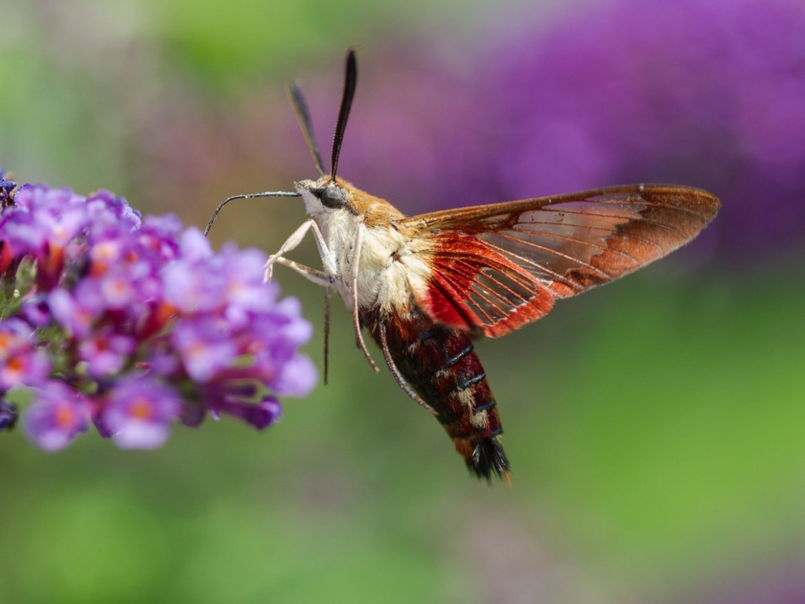 Coffee Clearwing бабочка