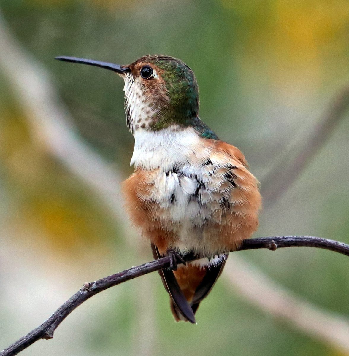 Сочинская Колибри