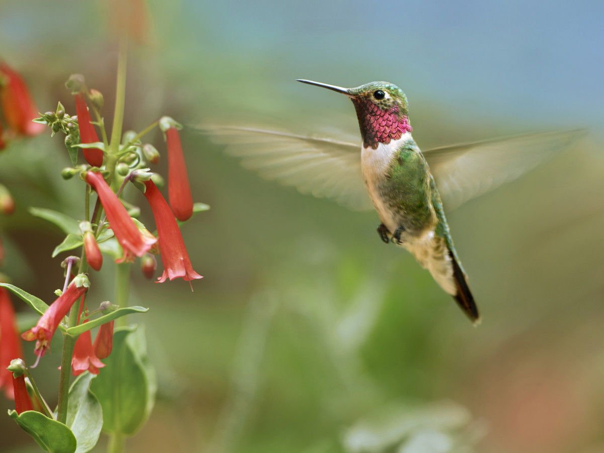 Broad tailed Hummingbird