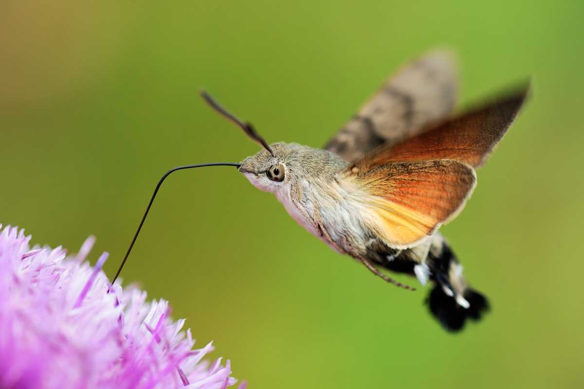 Бабочка языкан обыкновенный