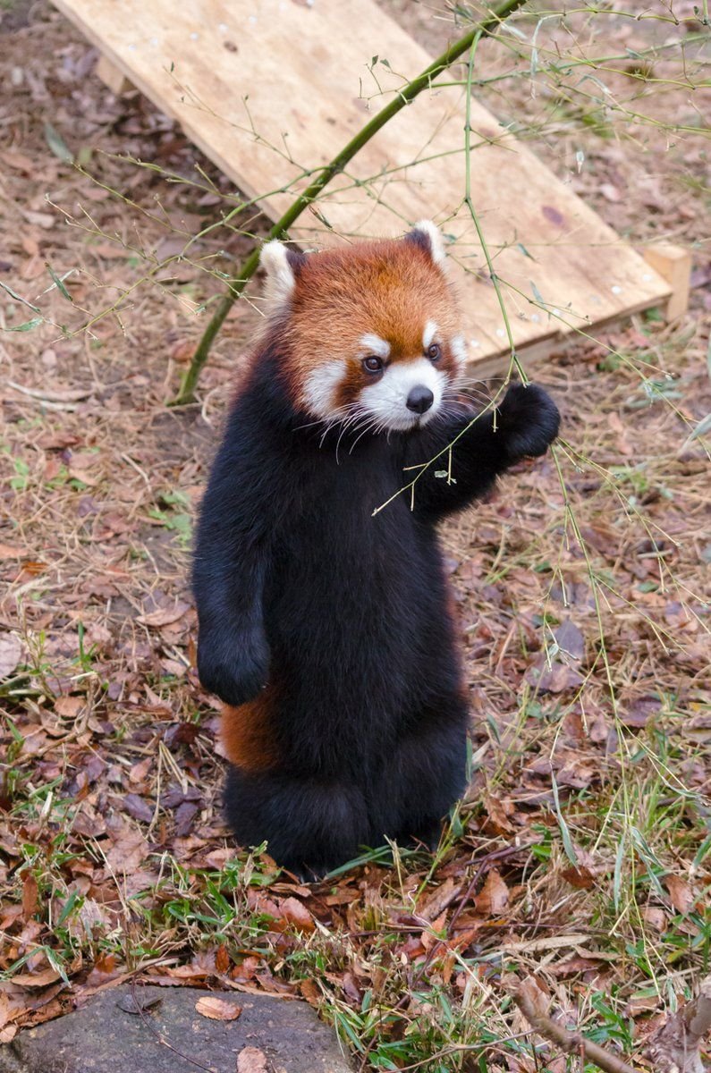 Малая Панда (Ailurus Fulgens
