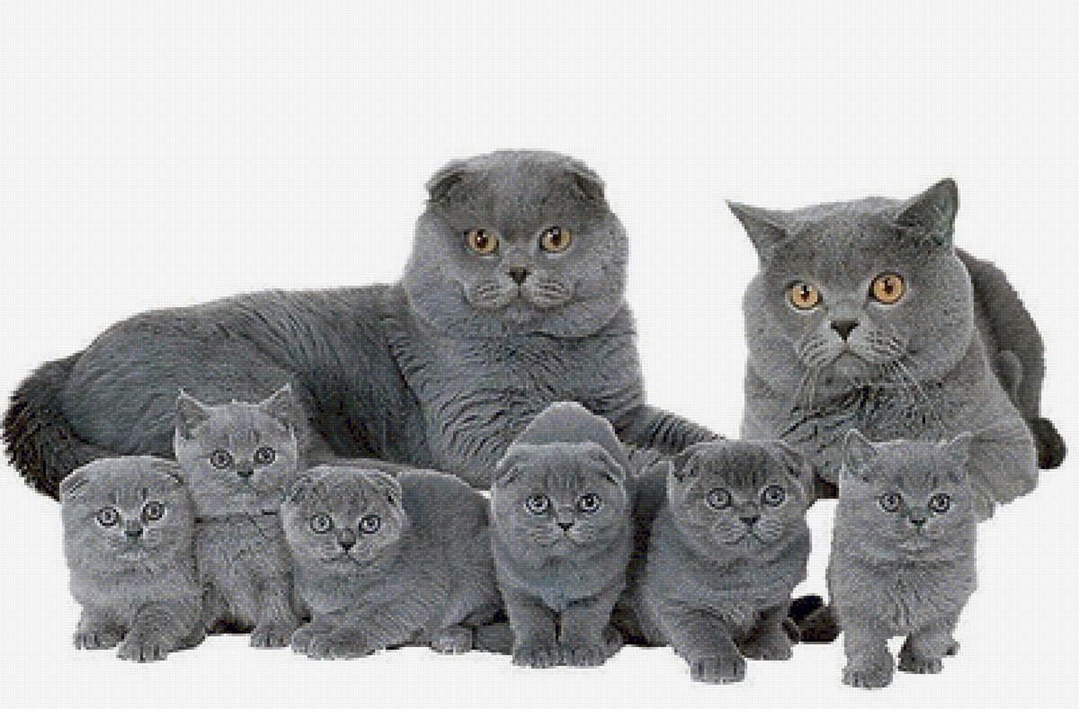 Британская короткошёрстная кошка котята