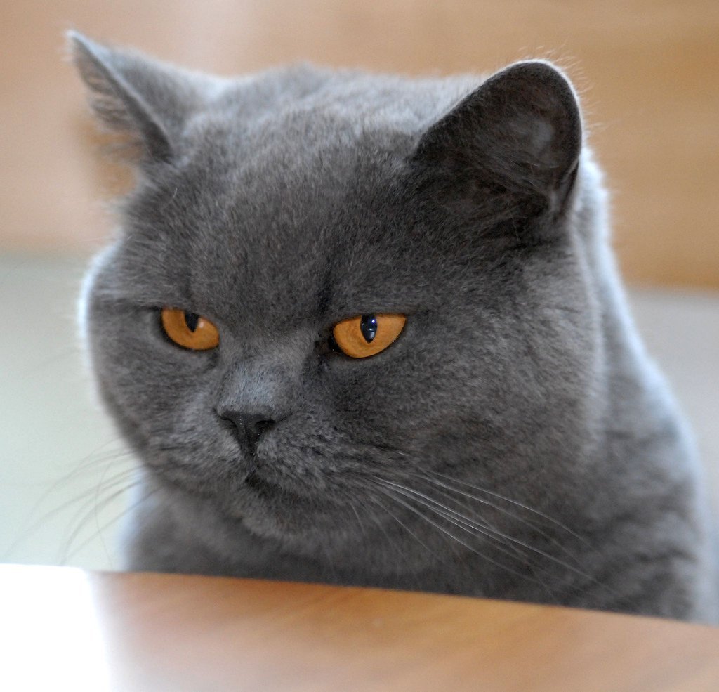 Британская короткошёрстная кошка происхождение