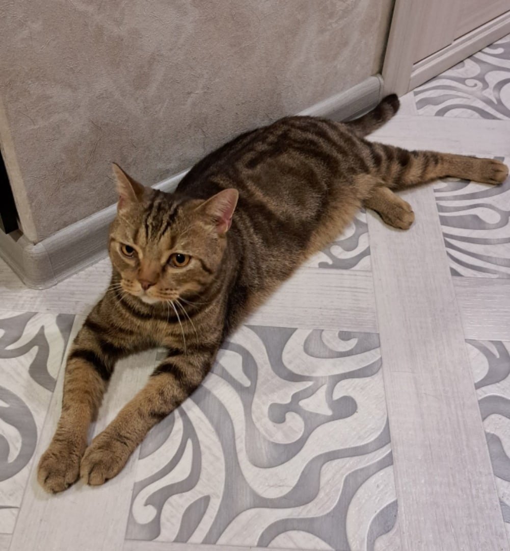 Вислоухий британец