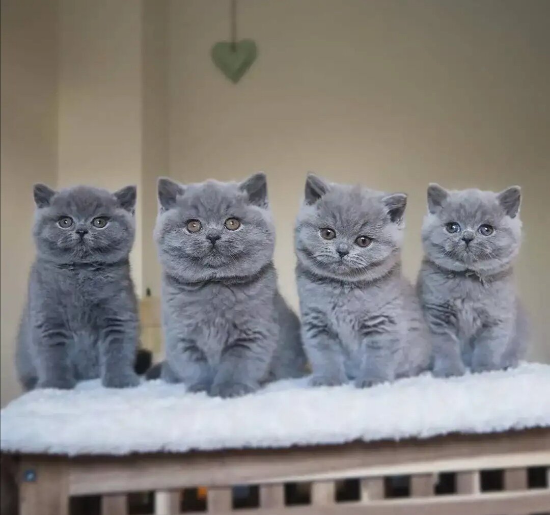 Британская голубая кошка