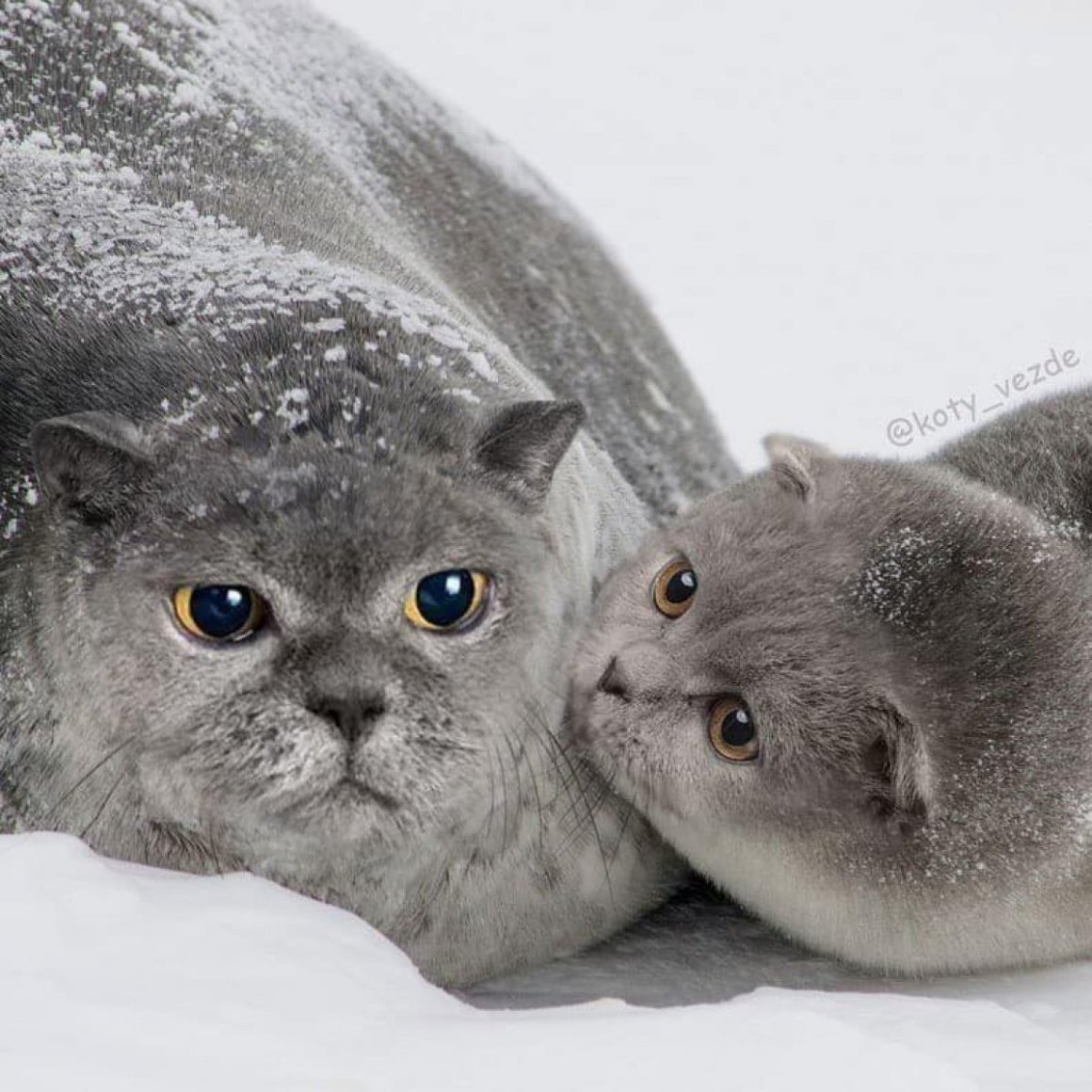 Шотландская вислоухая кошка голубая