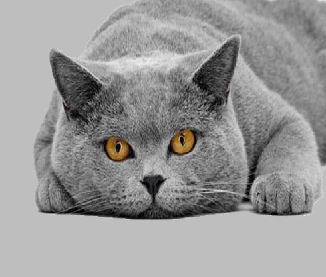 Британские котята серые