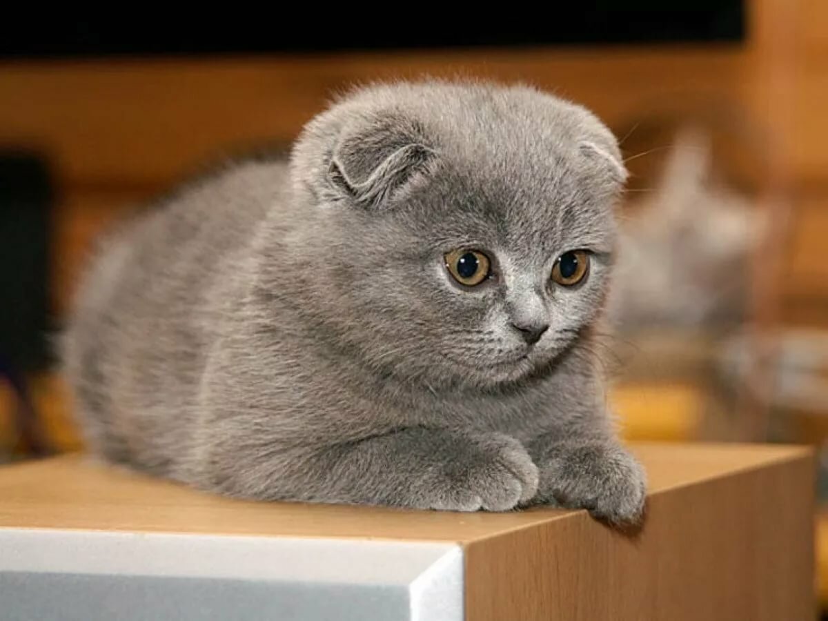 Смешной британский кот