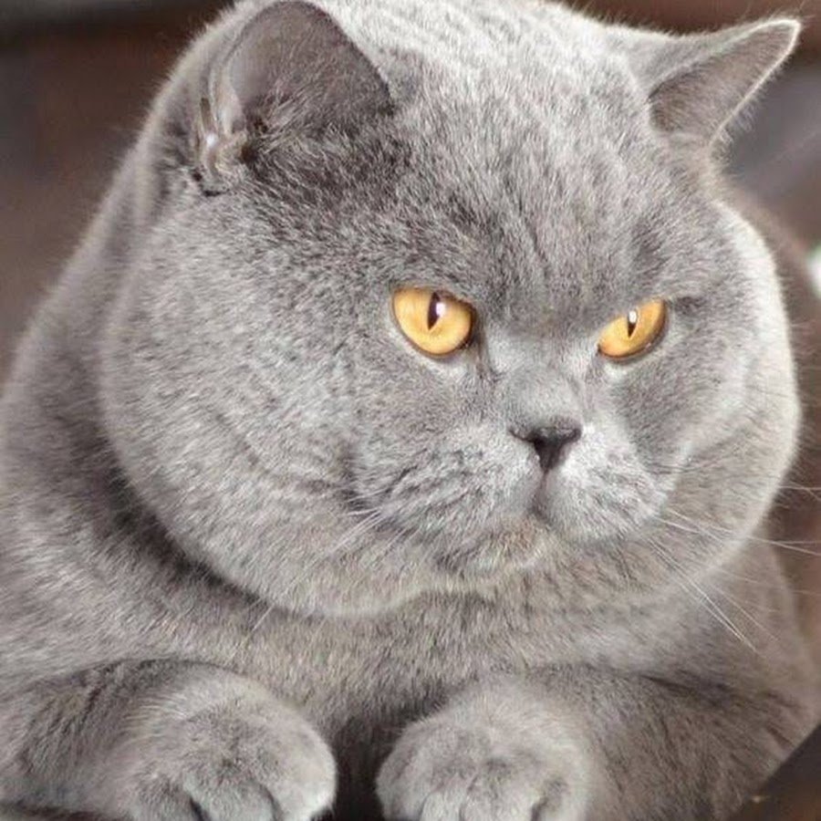 Коты британцы