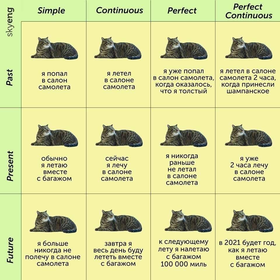 Шотландская вислоухая кошка