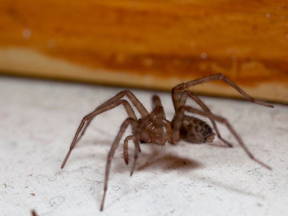 Чердачный паук