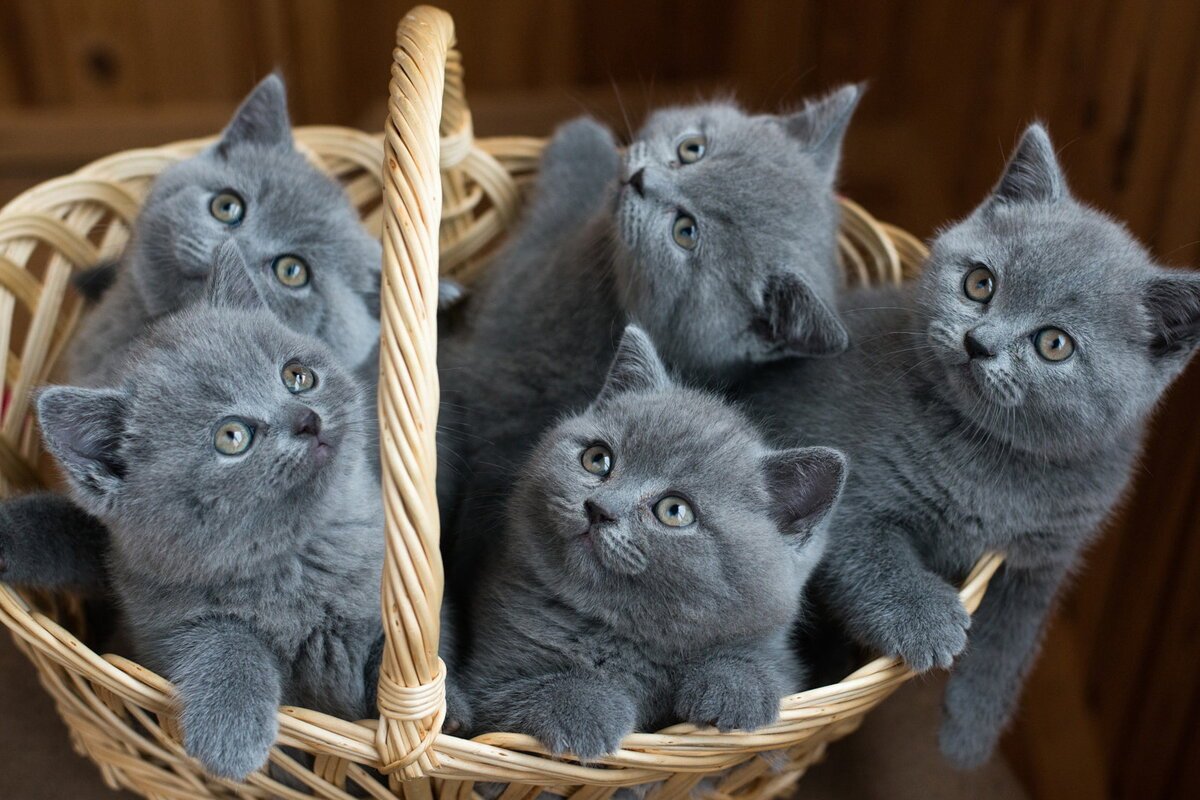 Порода кошек Британская вислоухая