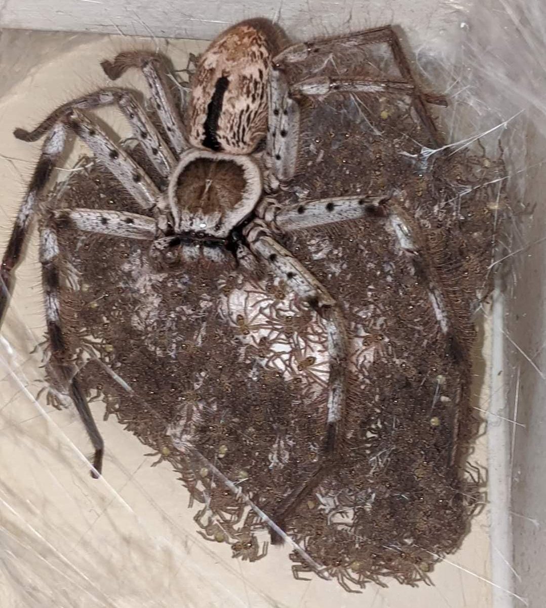 Коричневый паук