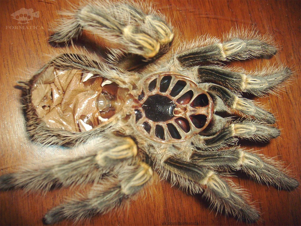 Много пауков