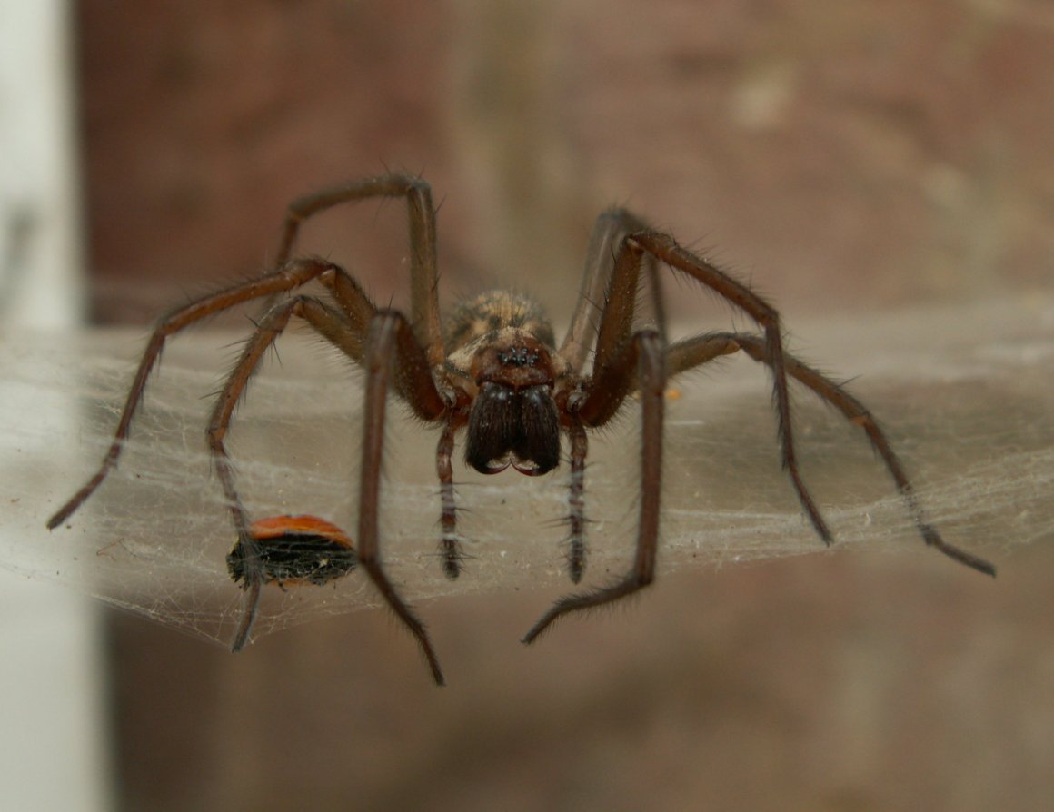 Паук giant House Spider. Tegenaria gigantea