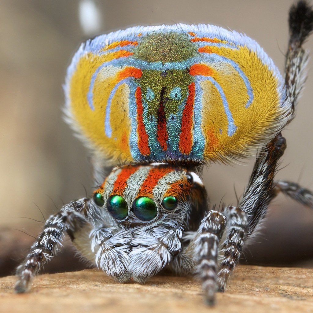Паук Phidippus Regius