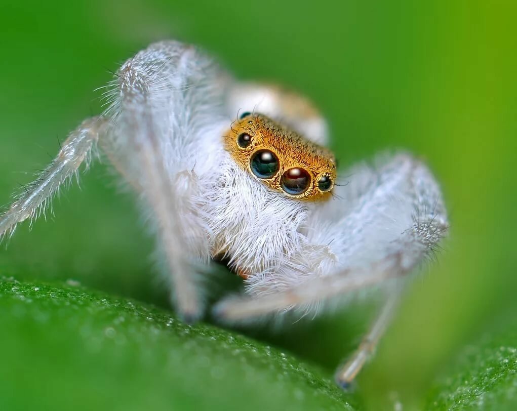 Стимпанковский паук