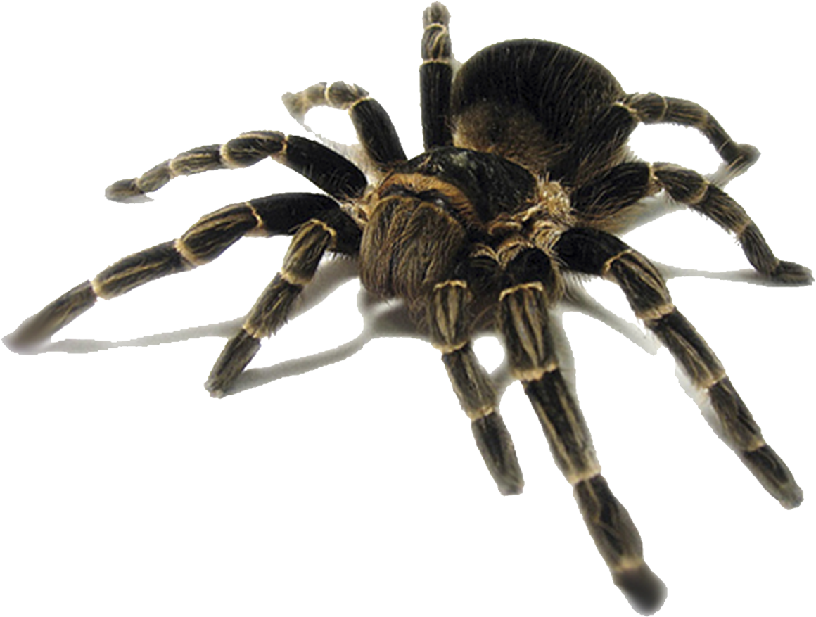 Паук из проволоки и бусин