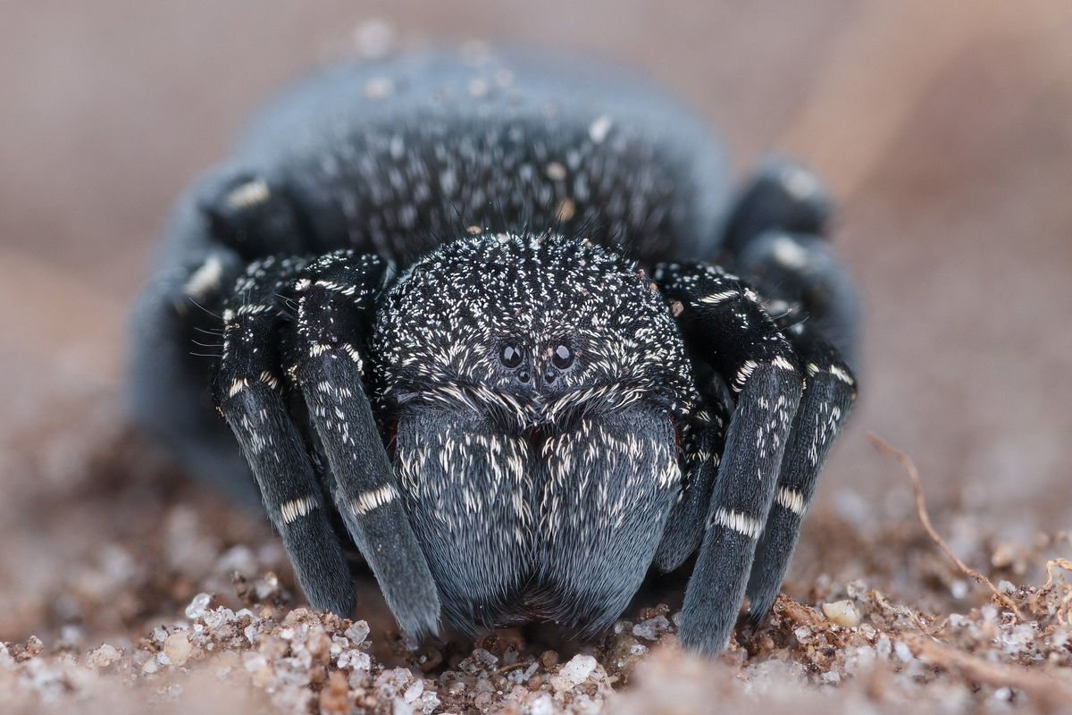 Паук охотник Хантсмен