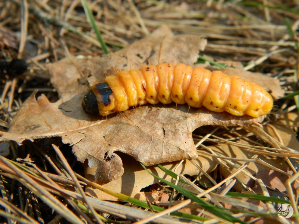 Древоточец пахучий