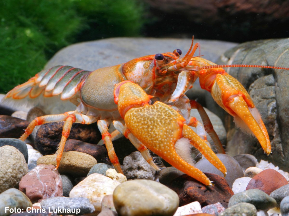 Рыбки крабики аквариумные