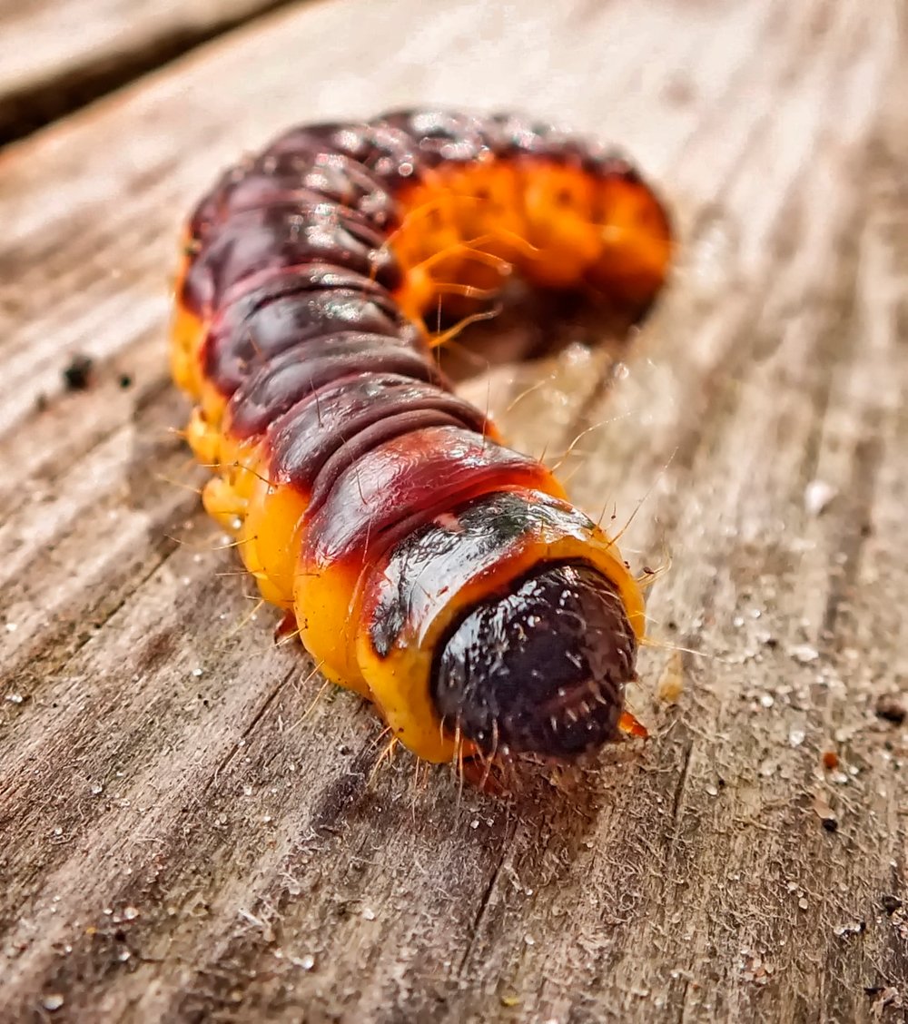 Древоточец пахучий гусеница