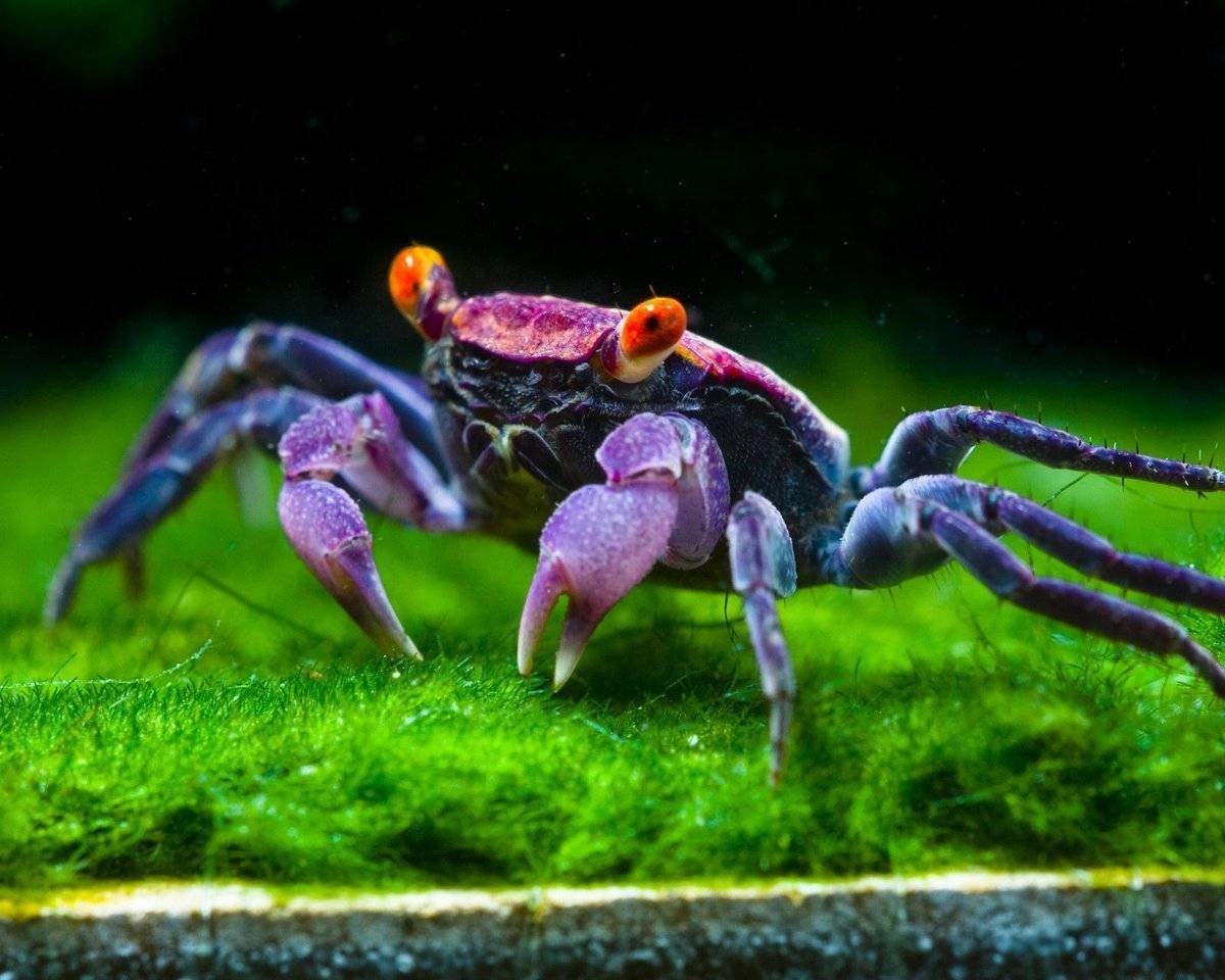 Краб-вампир (Geosesarma Dennerle)