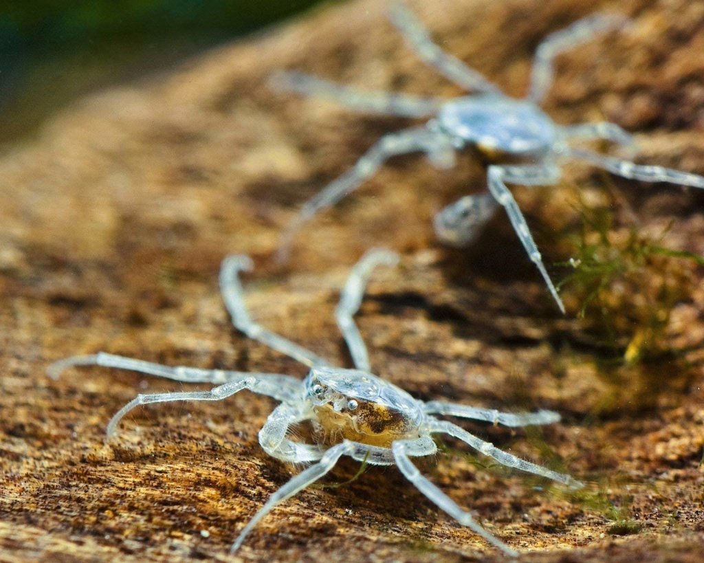 Краб Калаппа