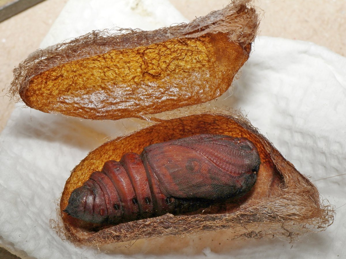 Древоточец пахучий гусеница