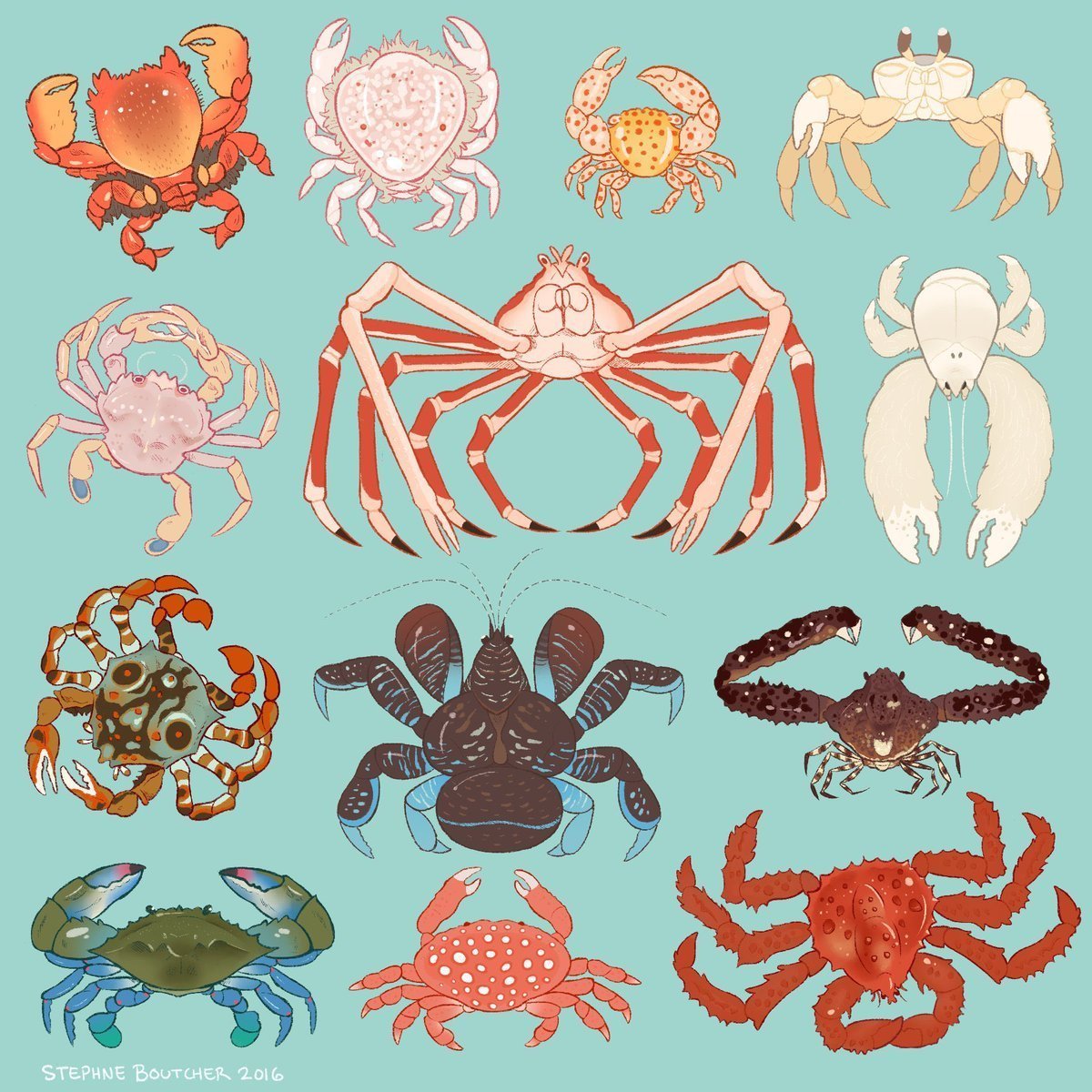 Краб аквариумный пресноводный