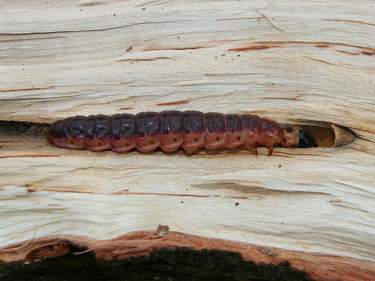 Личинки Жуков древоточцев