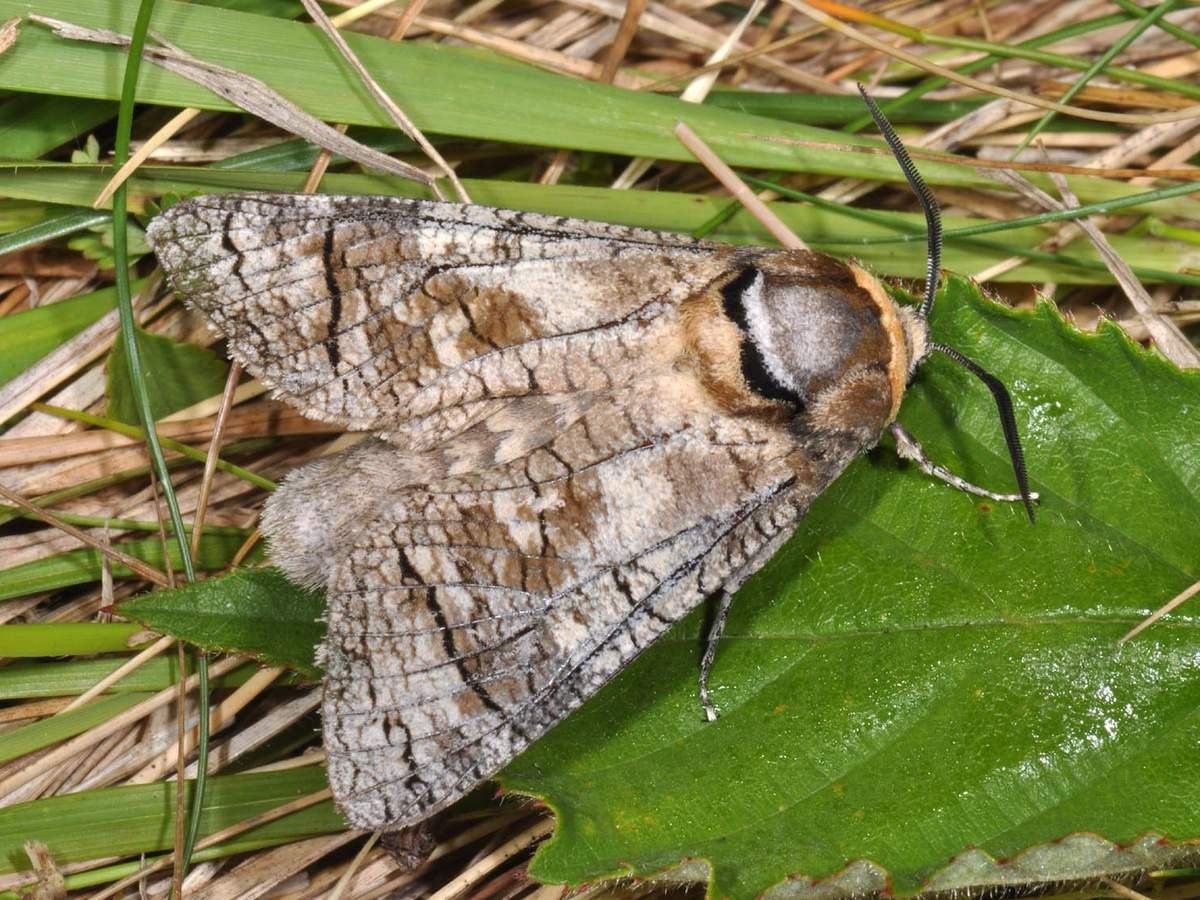 Древоточец пахучий бабочка