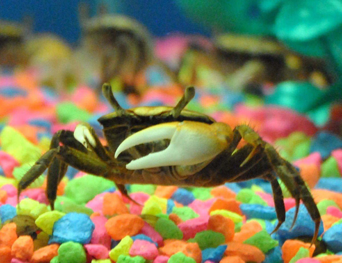 Краб пантера