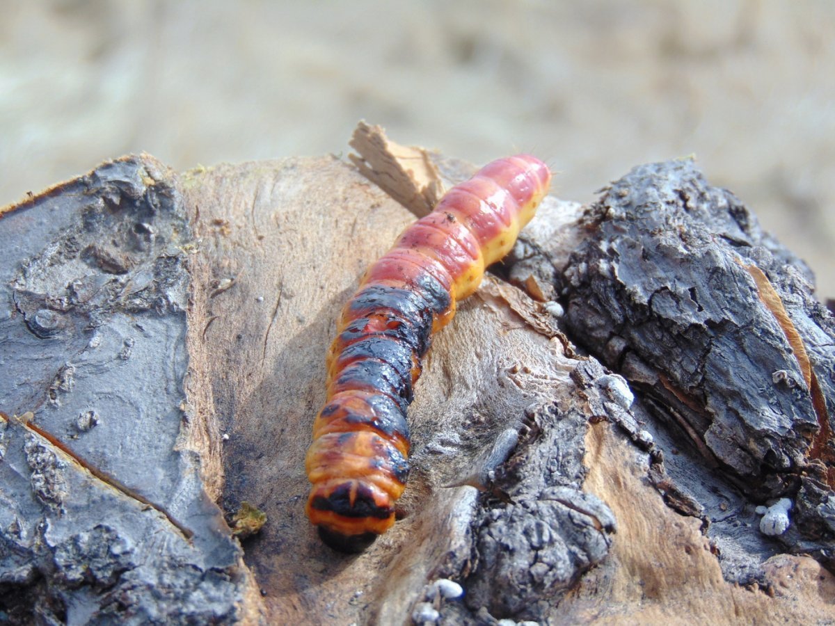 Ивовый древоточец гусеница