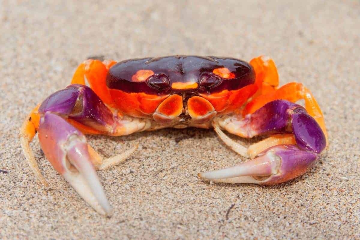 Коста Рика краб