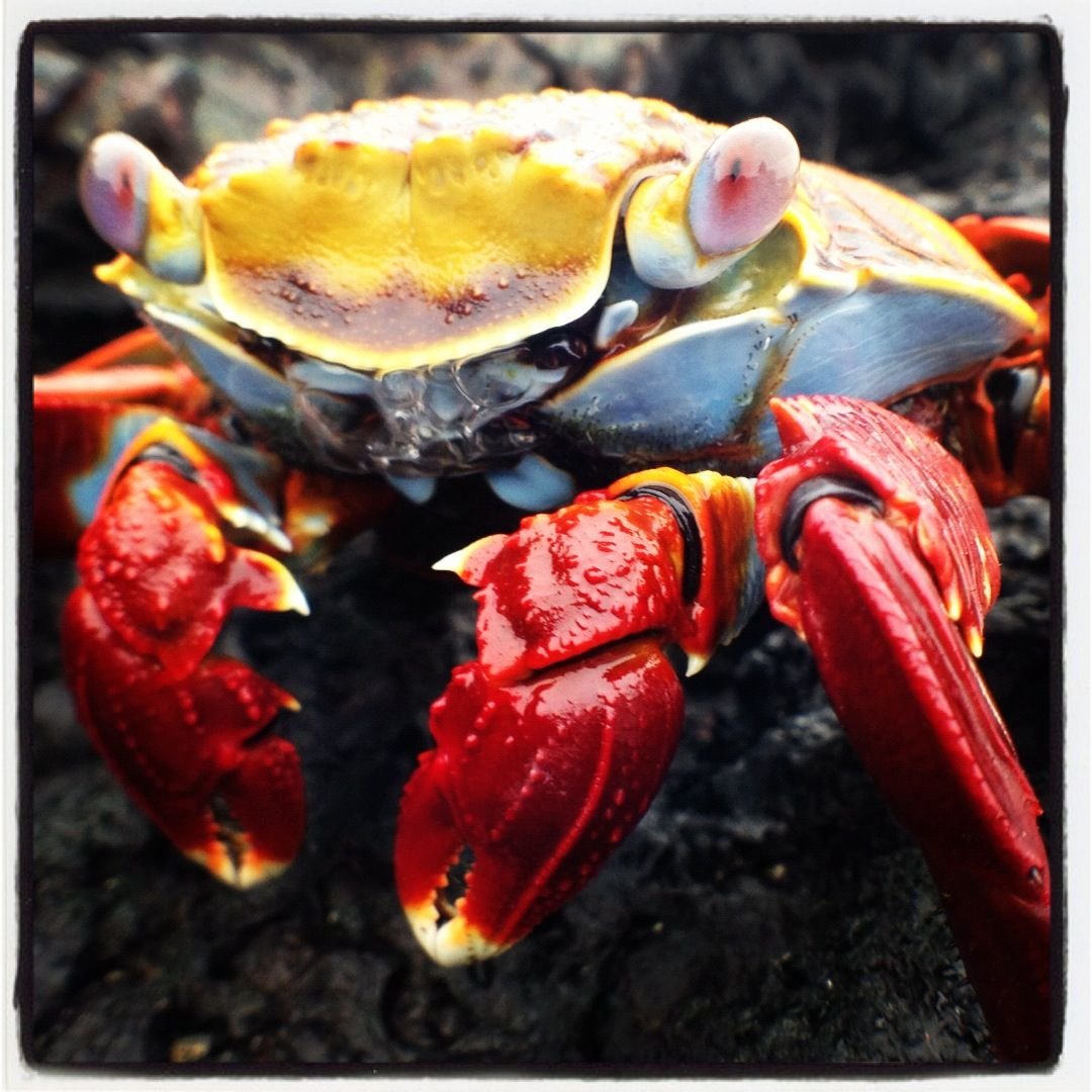 Галапагосский краб