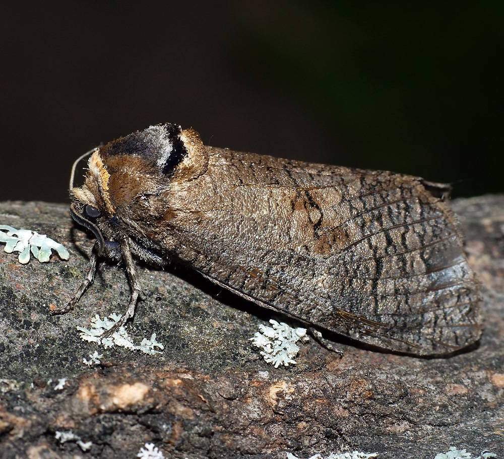 Гусеница жука древоточца