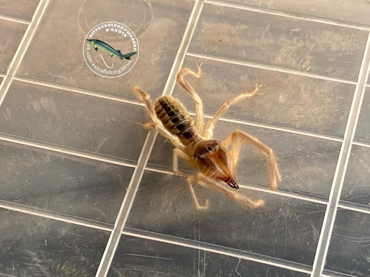 Фаланга паук Волгоград