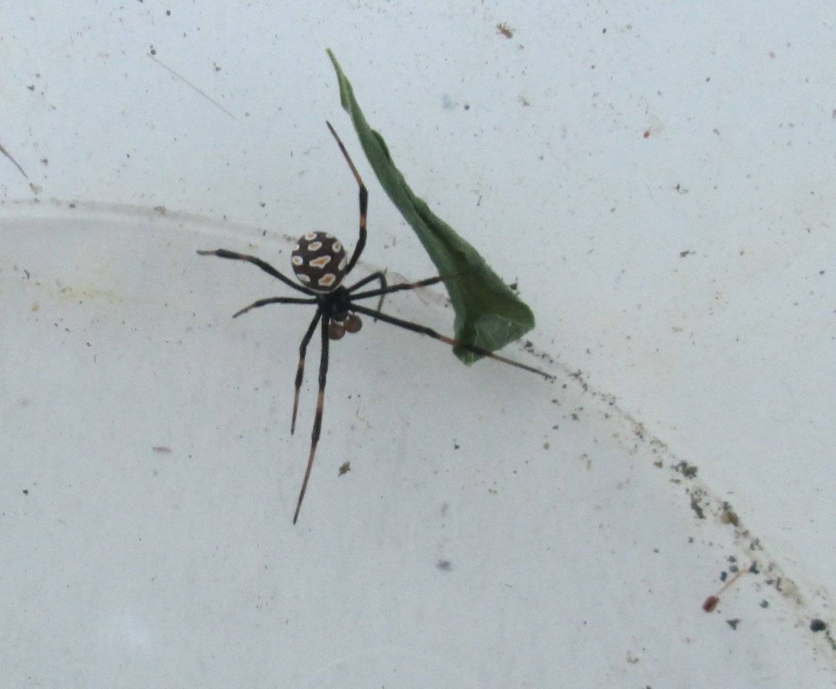 Каракурт в Астраханской области