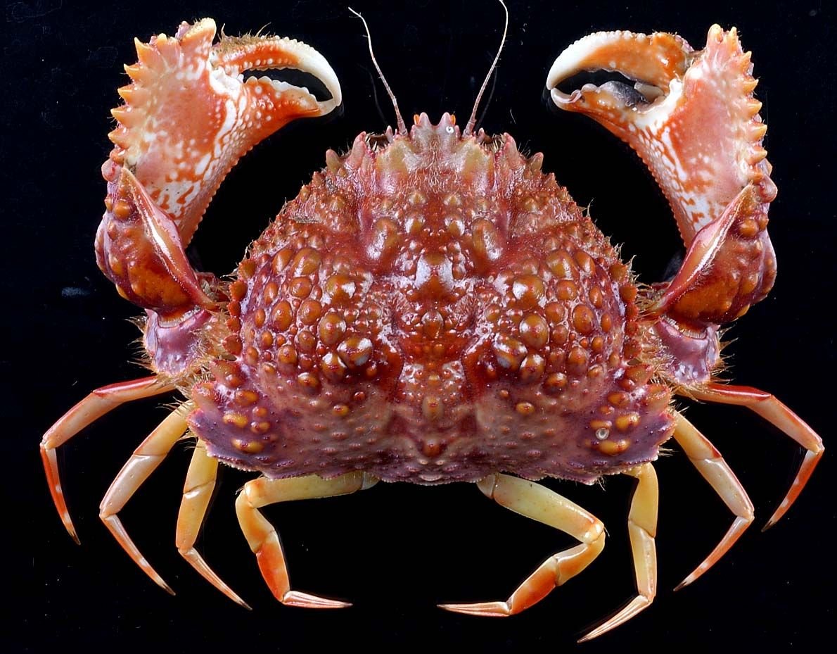 Необычные Крабы