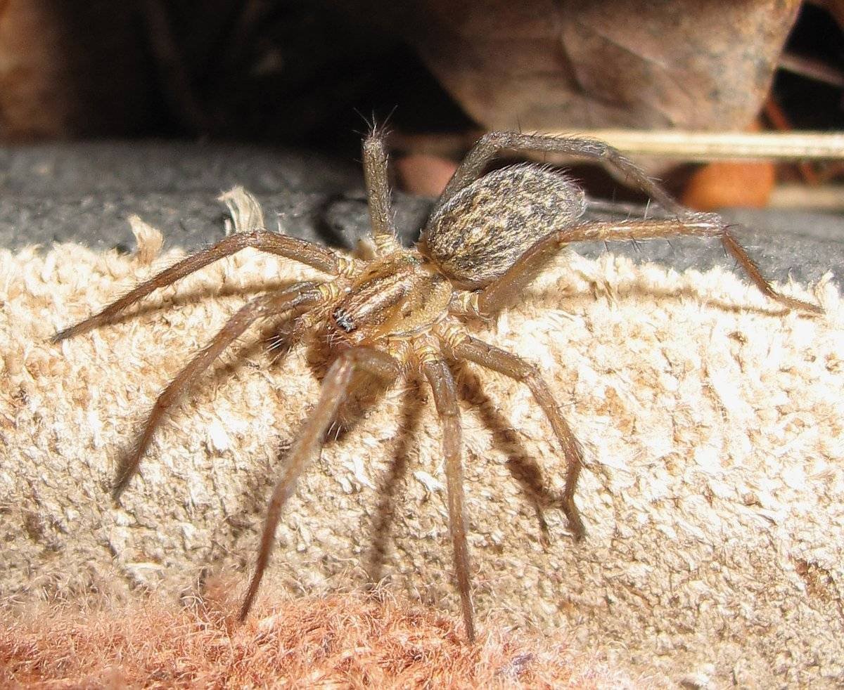 Домовый паук Tegenaria domestica