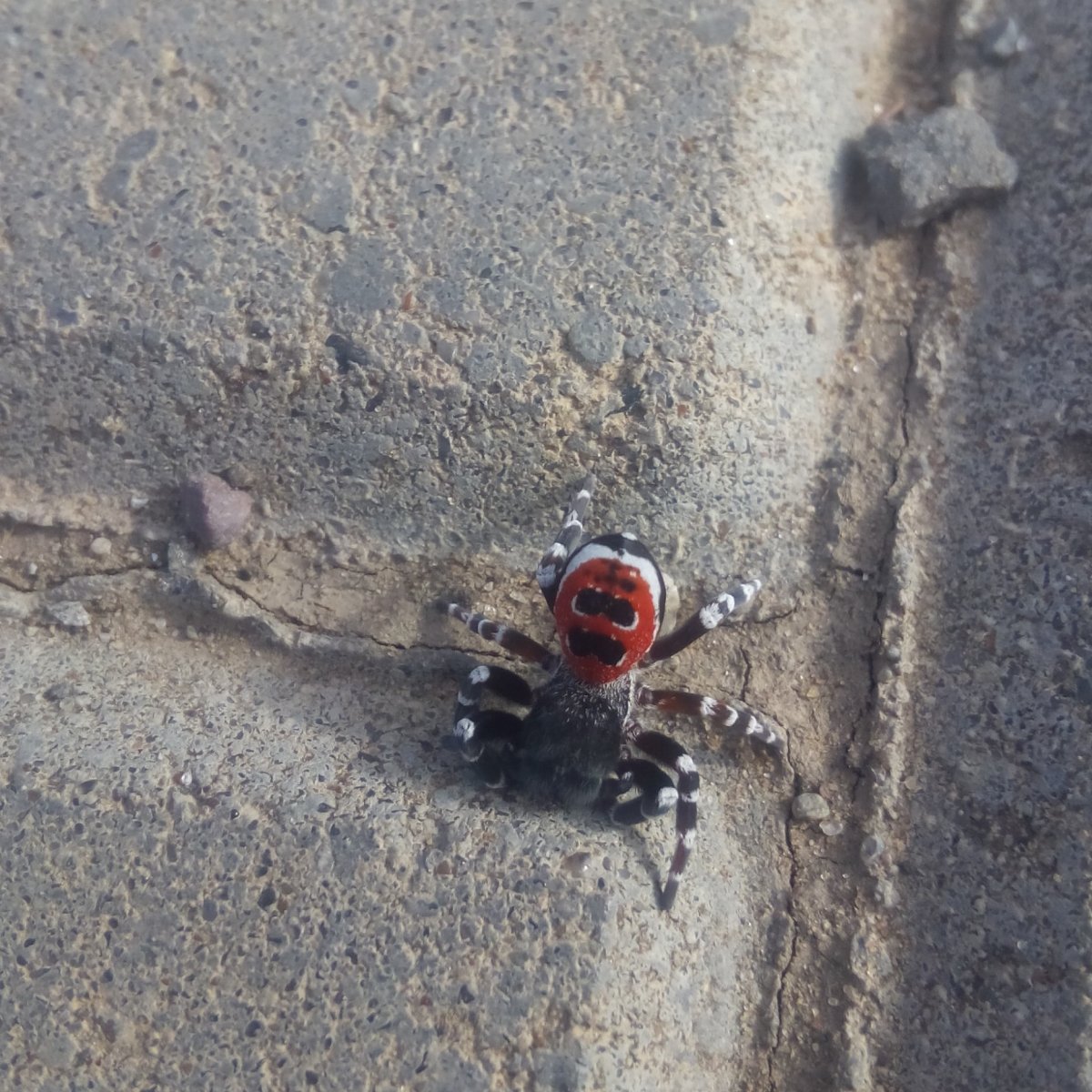 Ядовитые пауки Астраханской области