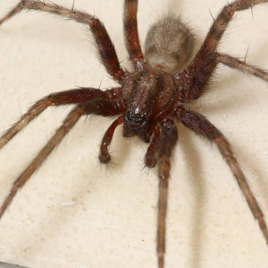 Tegenaria domestica паук