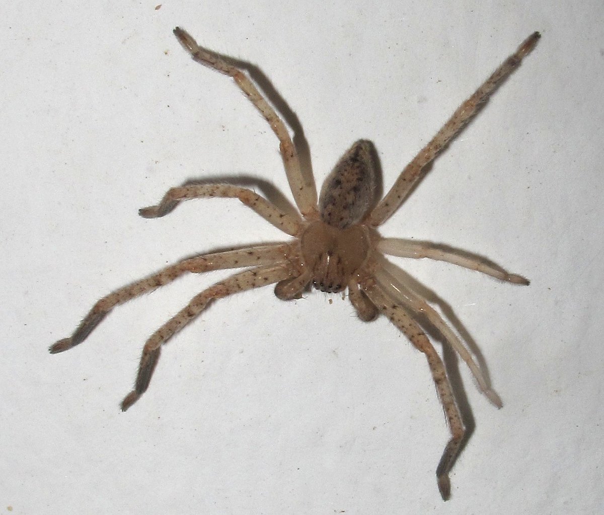 Паук olios argelasius